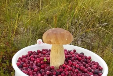 Дом 270 м² на участке 25 сот.